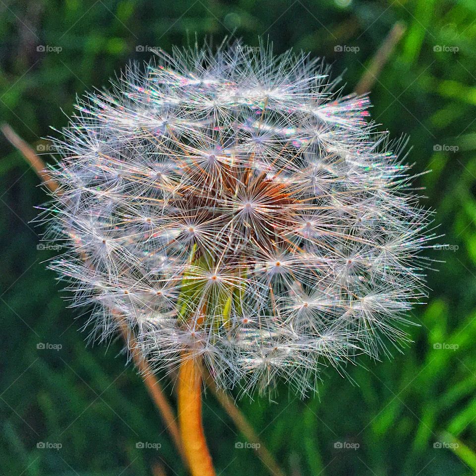Dandelion close up 