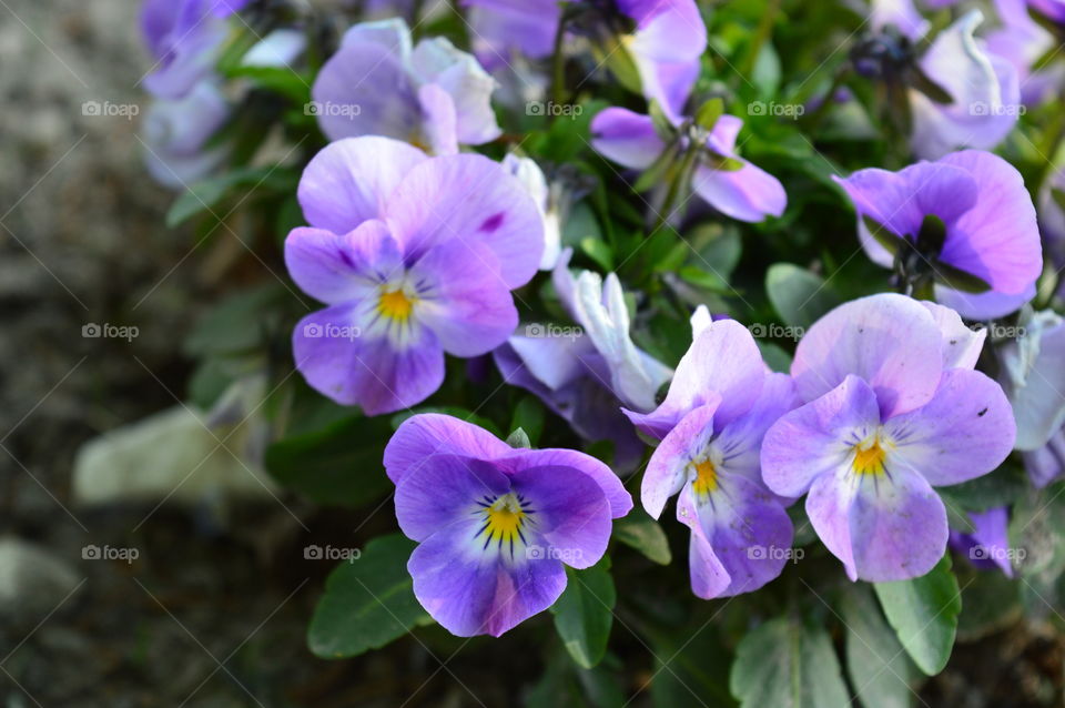 Pansy flowers blooming at outdoors