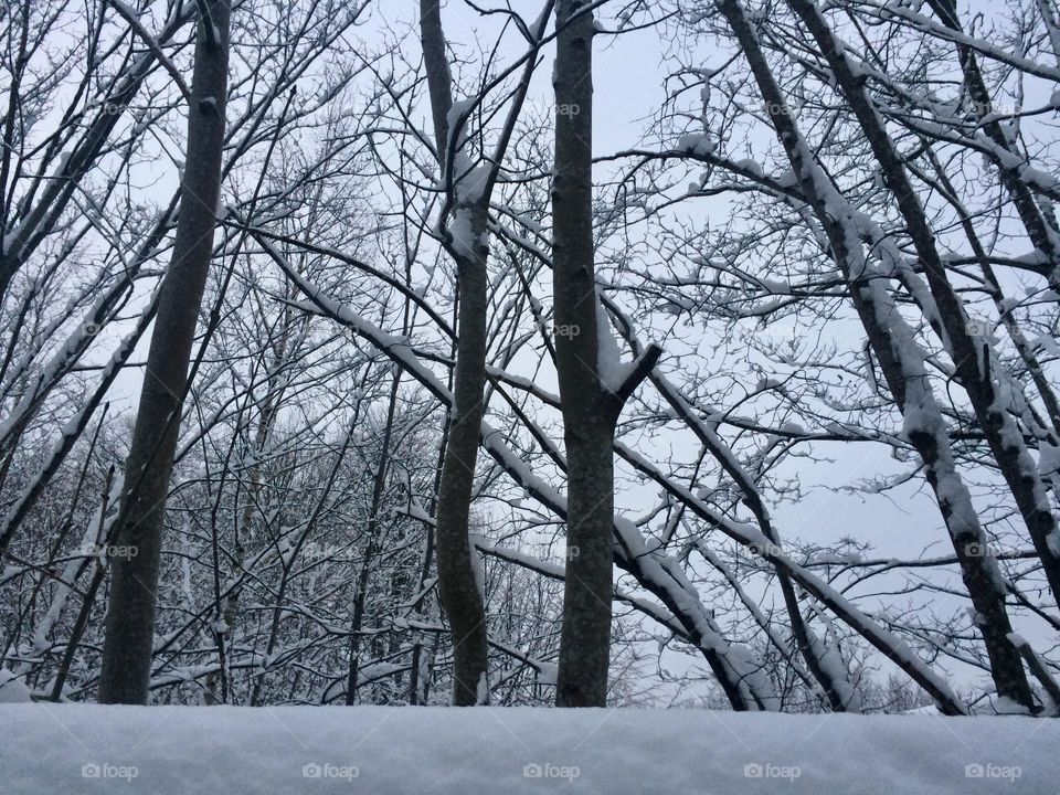 Snowy winter in forest 