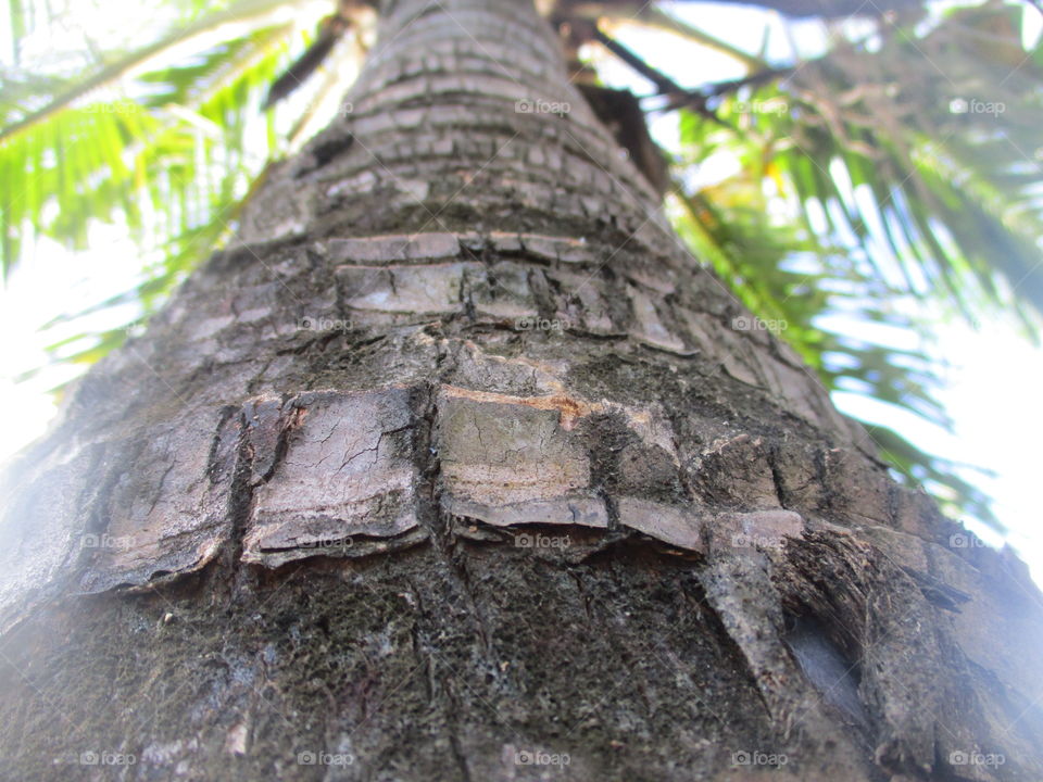 grey bark trees