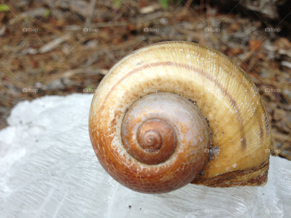 Snail