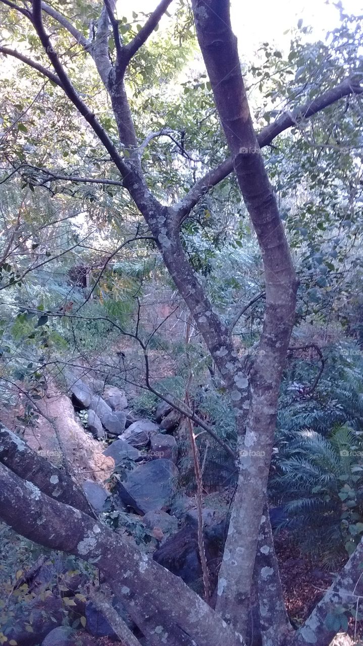 Parque Botânico Eloy Chaves - calmaria, natureza e beleza!