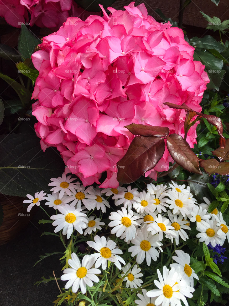 Peony and Daisies. 