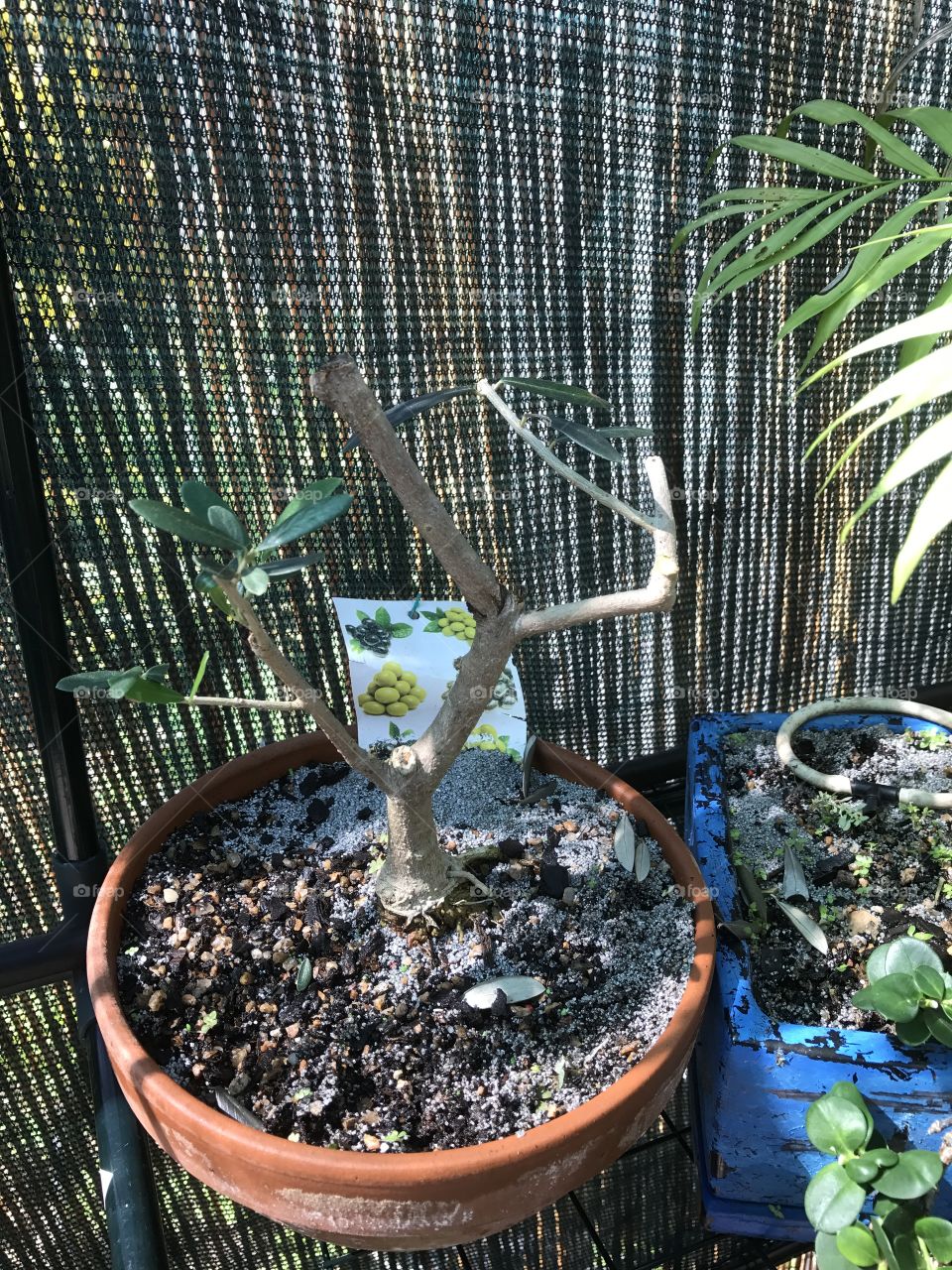 This is my work-progress olive bonsai. It was purchased in 2016 and is doing well. There have been several significant cut backs to this tree and each time it responds well. Photo taken in May 2017.
