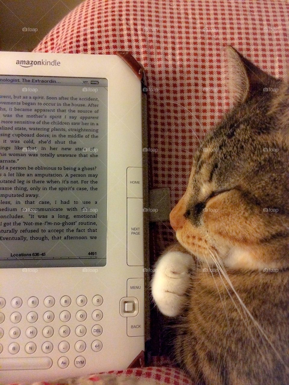 Cat with Kindle