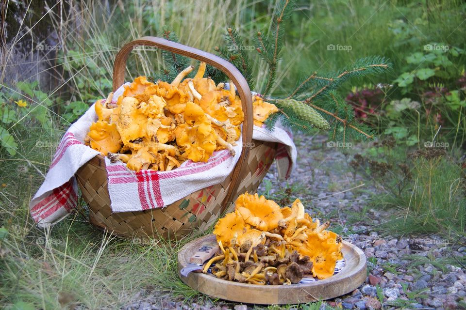 Chanterelles, mushrooms