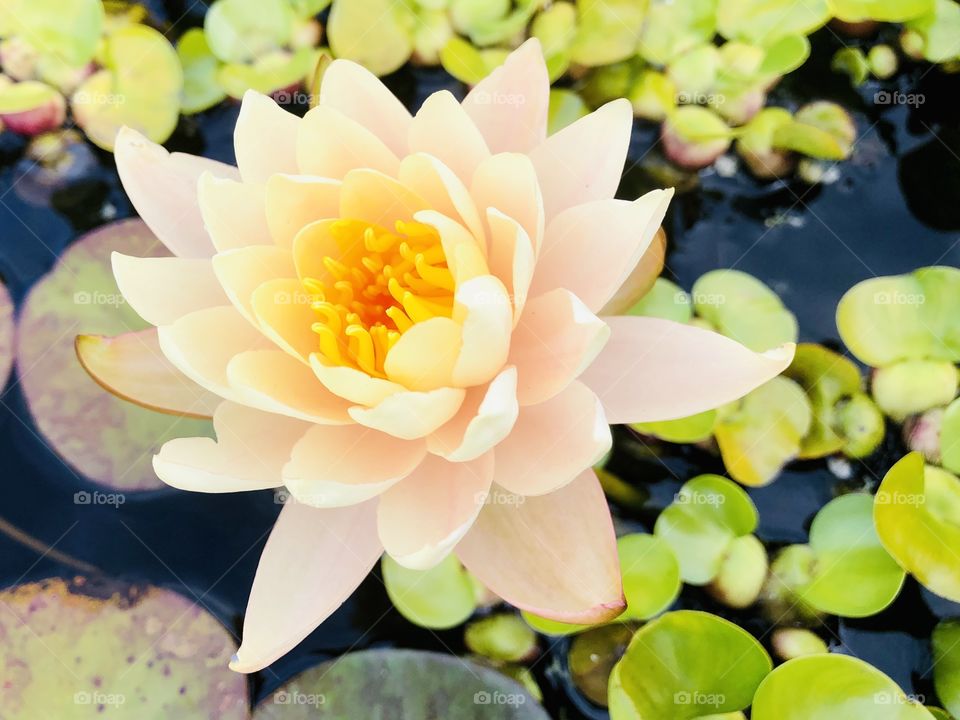Beautiful Water Lily 