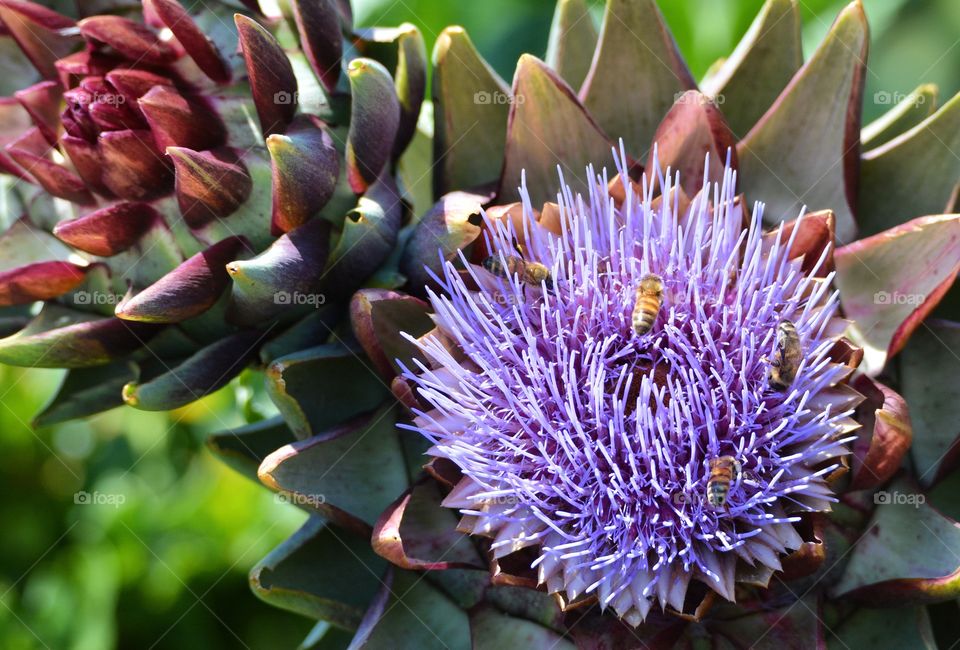 Artichoke Thistle 