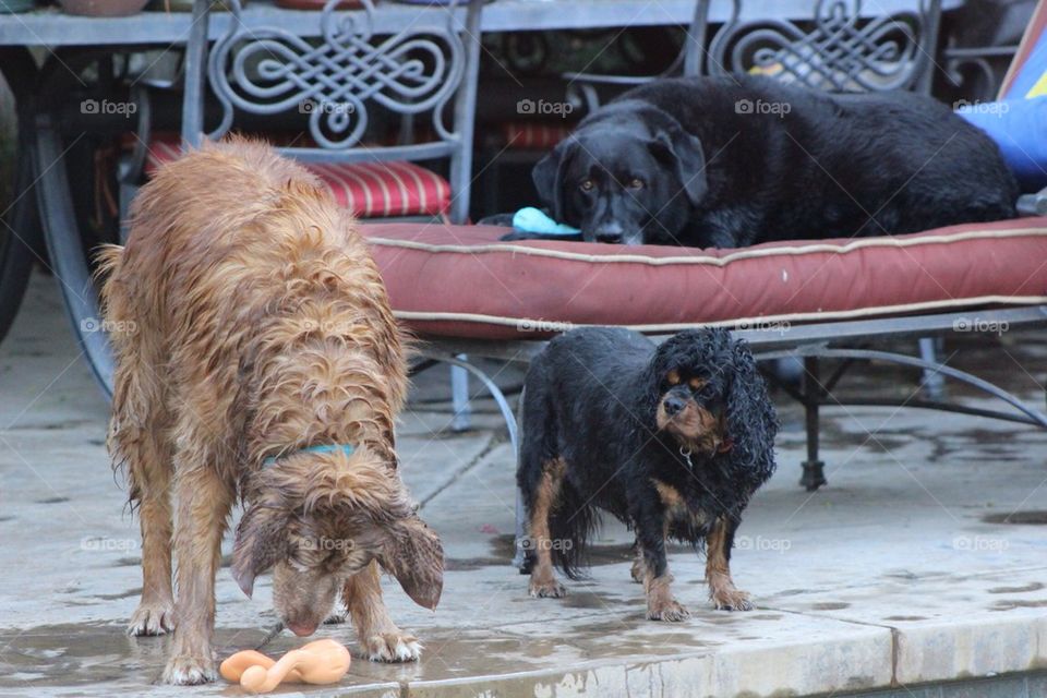 Poolside Dogs