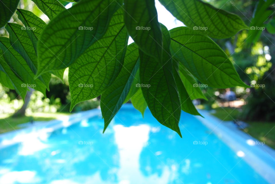 A swimming pool seen through a tree