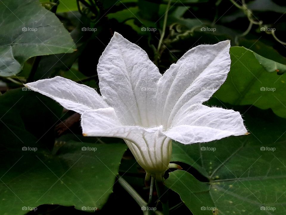White color blooming flower