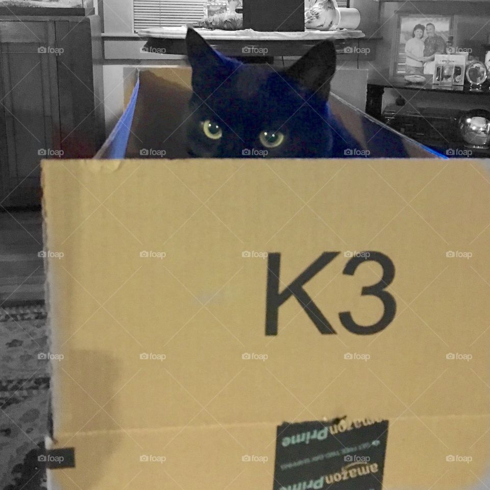 CAT PEEKING OUT OF TOP OF BOX
This is my cat right after I opened a delivery from Amazon. She just sat here as if waiting for me to take this photo. Glad I have my IPhone always with me!