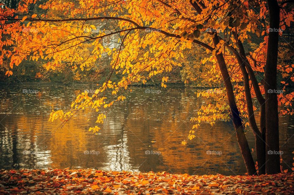 Beautiful lake scenery with red maple leaves
