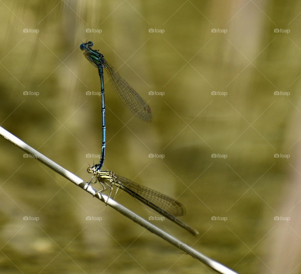 Mating of dragonflys 