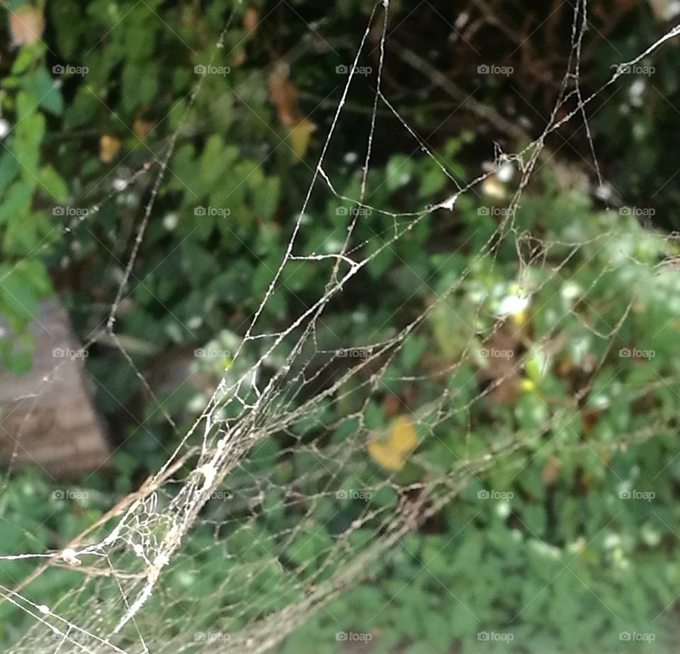 Spiderweb