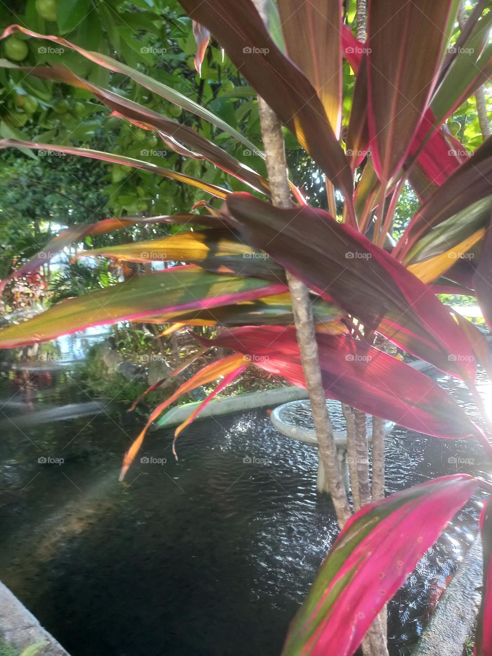 As plantas são  essenciais para o controle da temperatura  na Terra, o equilíbrio  é a dinâmica  da água no planeta sem as plantas não  existiria vida.