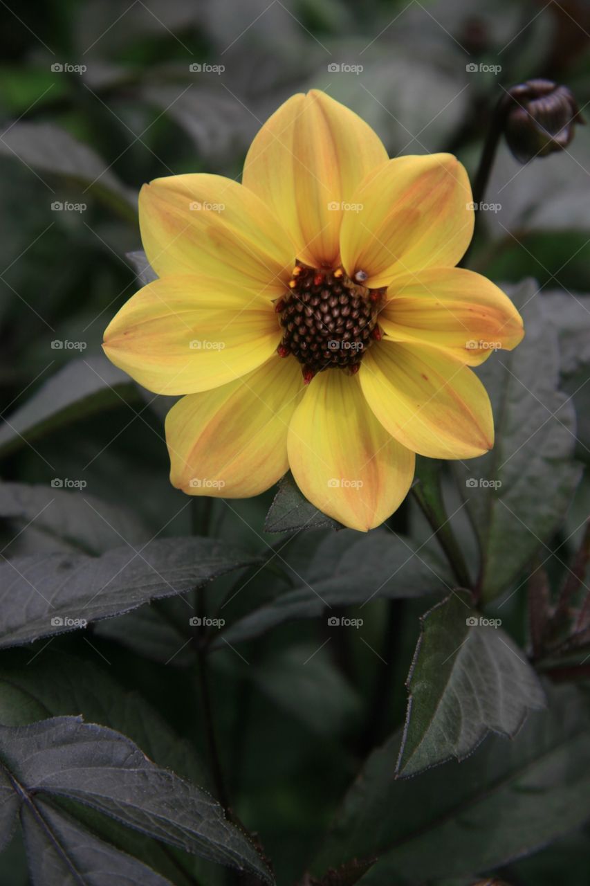 Flowers, yellow, dark 