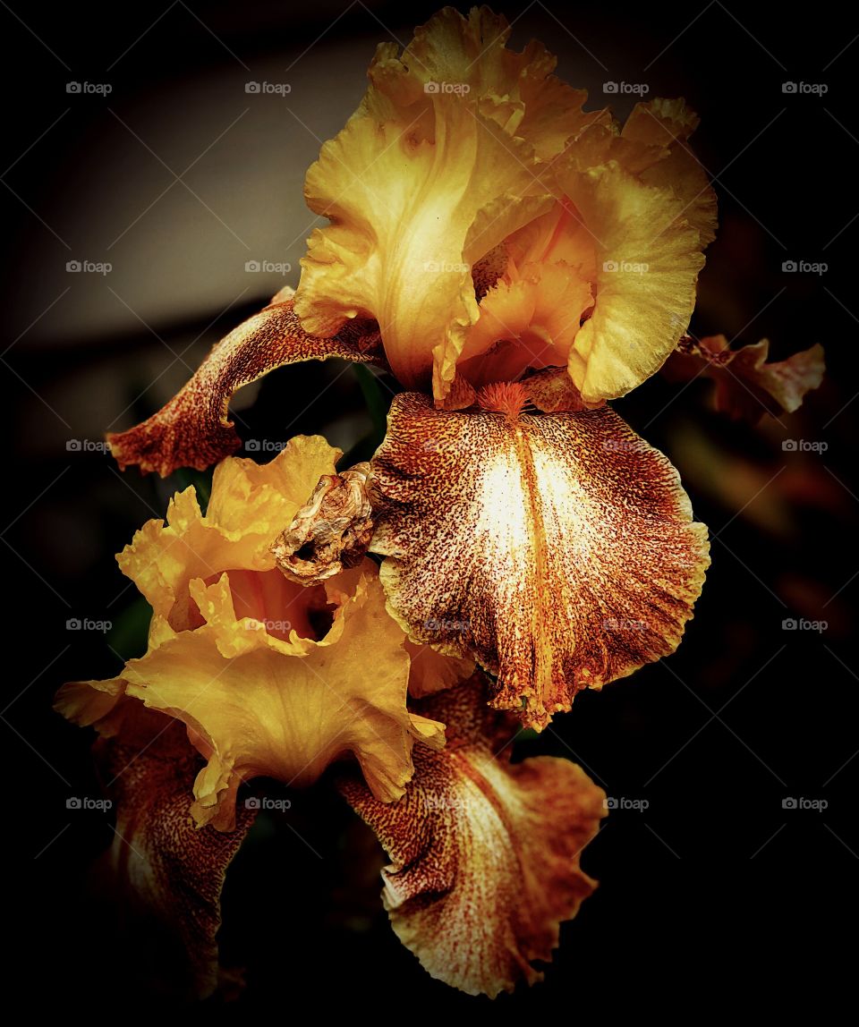 Yellow and orange iris