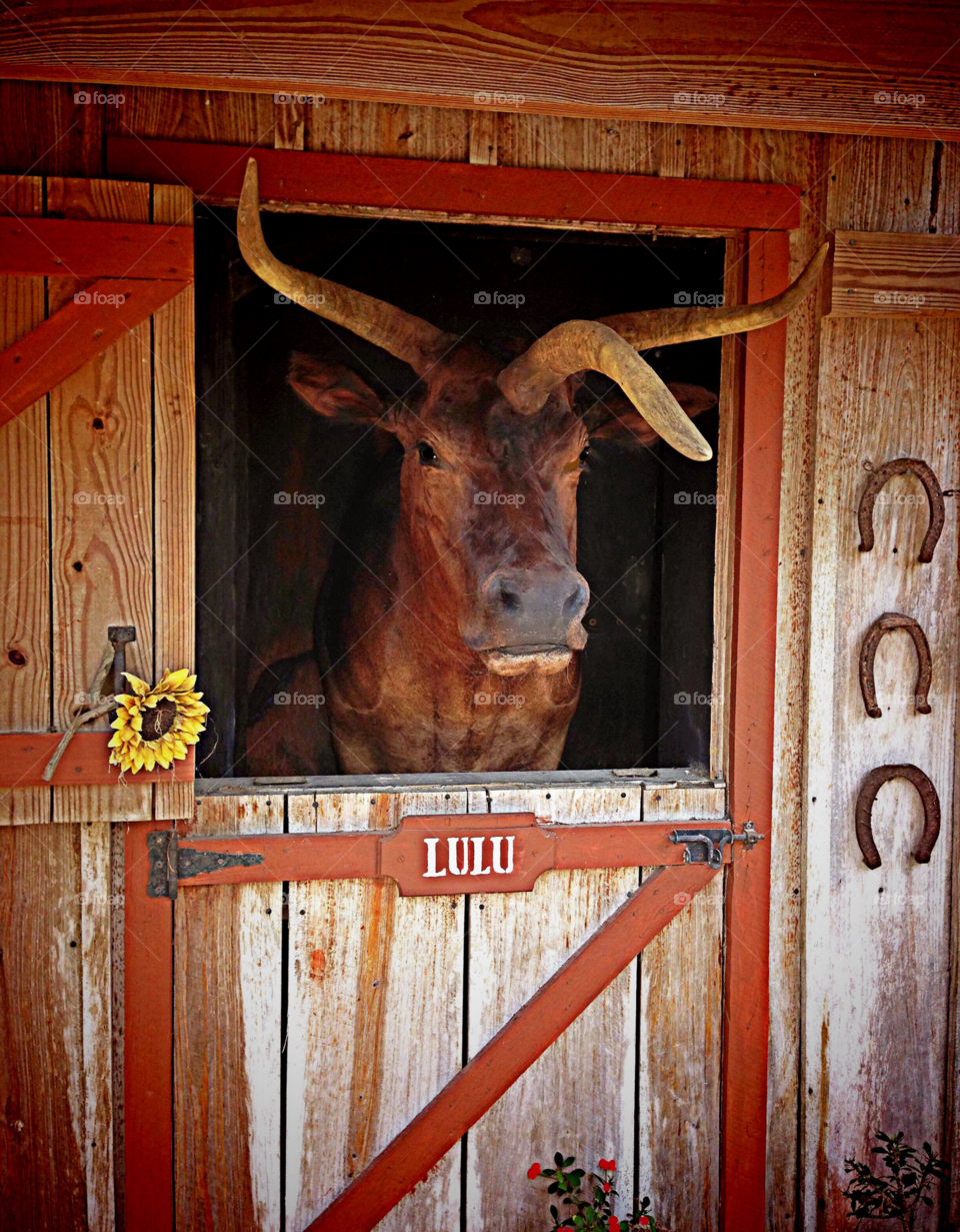 Lulu- the magnificent 3 horned bovine.