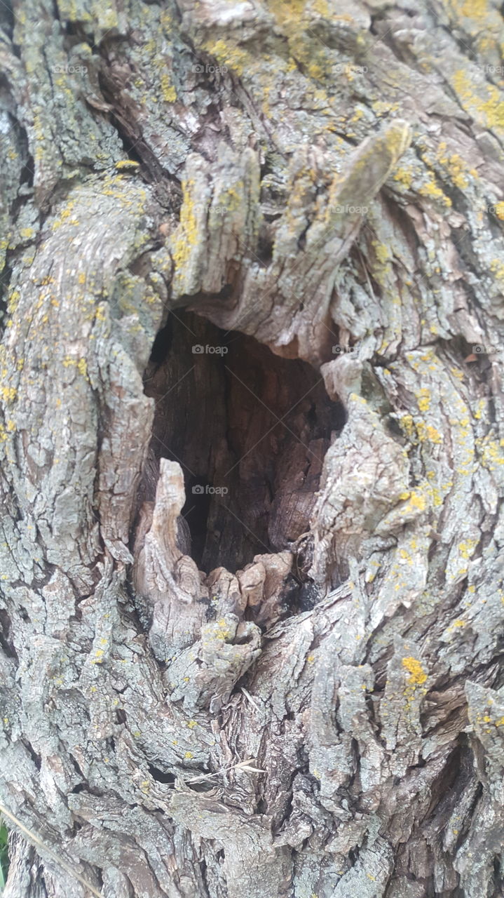 tree hole