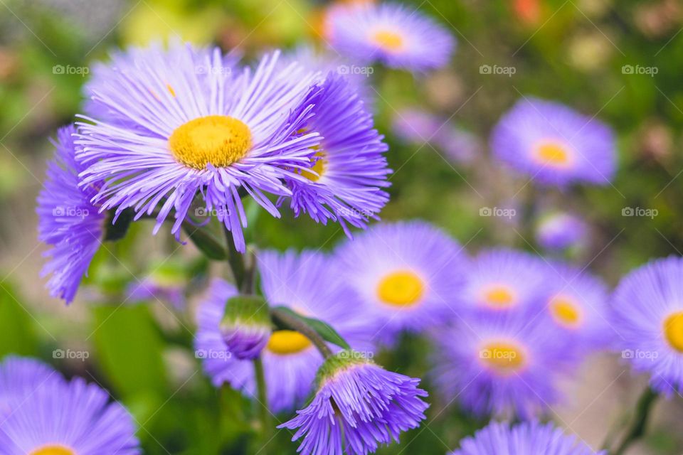 Complementary Colors