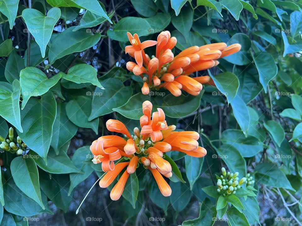 Honeysuckle vines blooming all around 