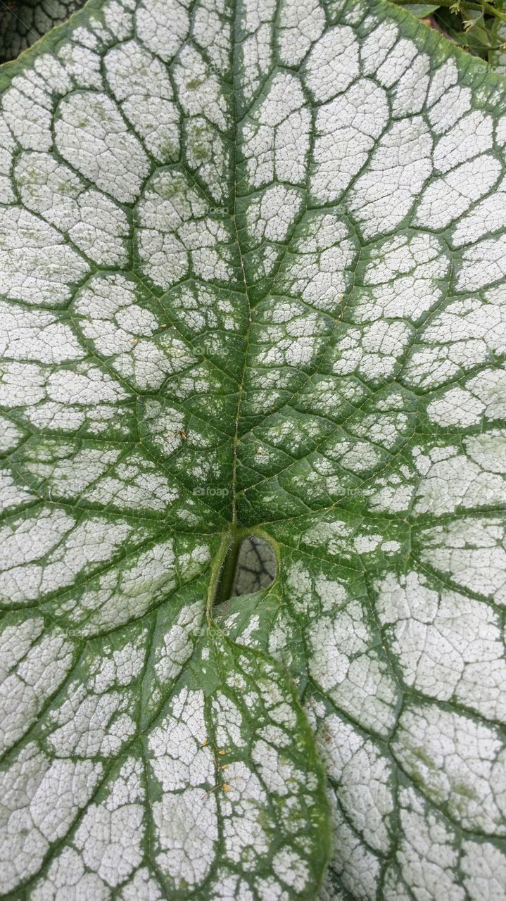 leaf
