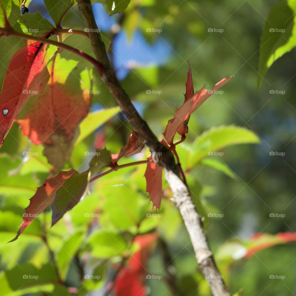 Beautiful leaves turned to their fall colors of red, orange, and yellow 