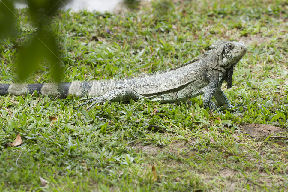 Beautiful iguana.