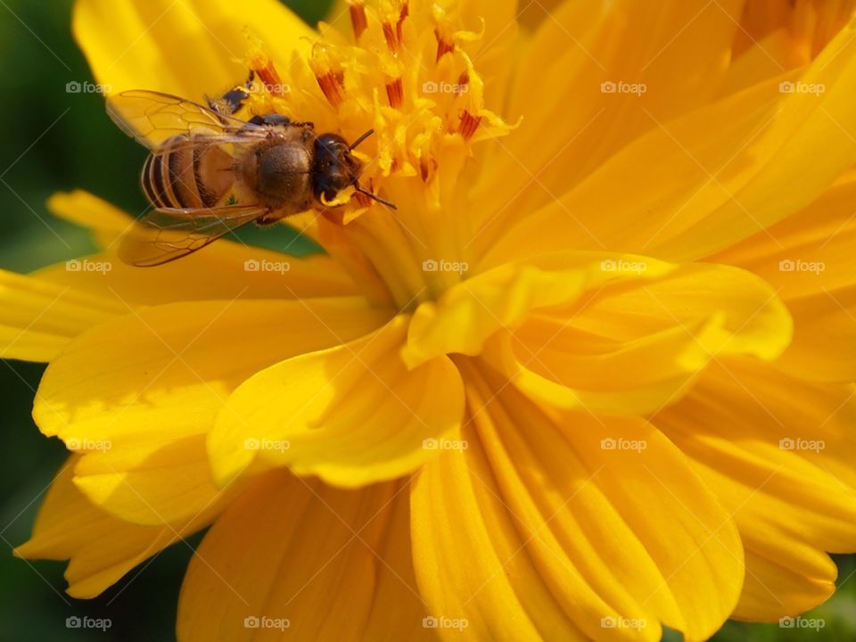 Bee with cosmos 