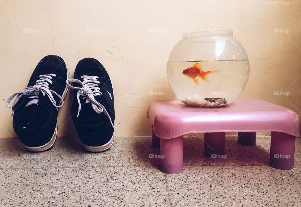 Shoes and gold fish