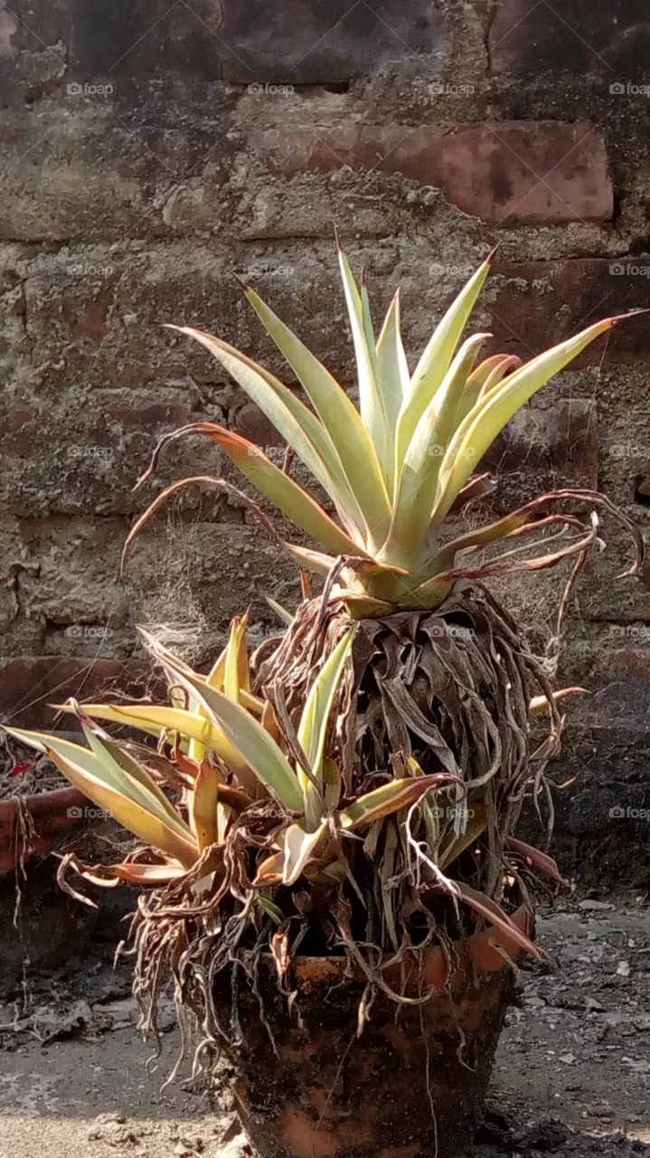 plant