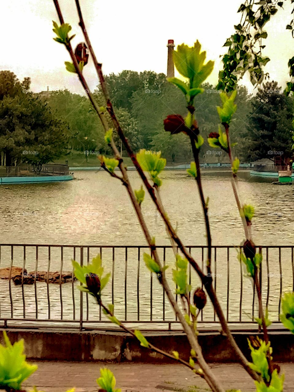 Nature, Tree, Leaf, Flower, Garden