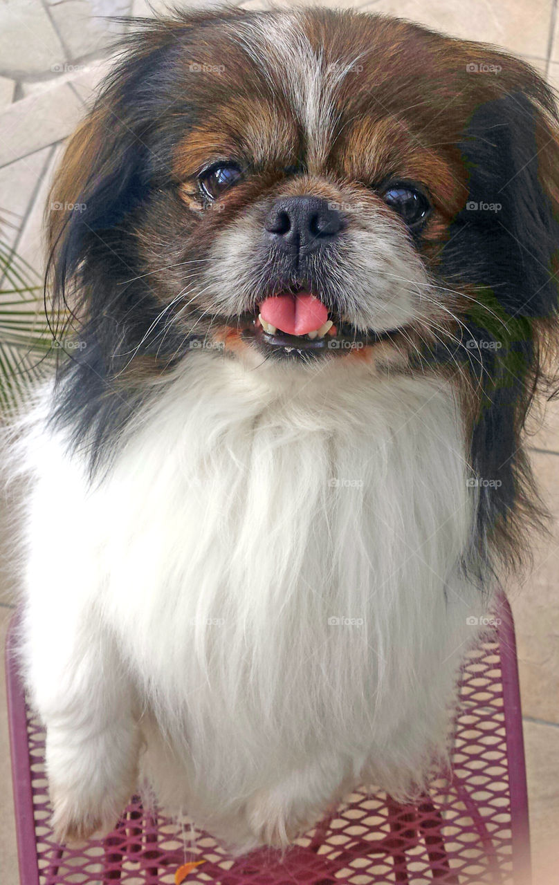 pekingese dog smiling