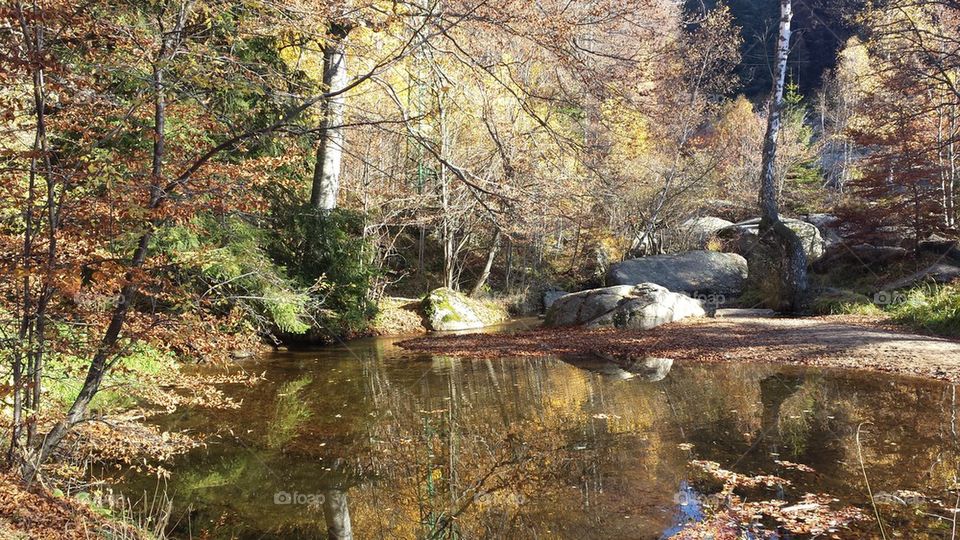 Forest river