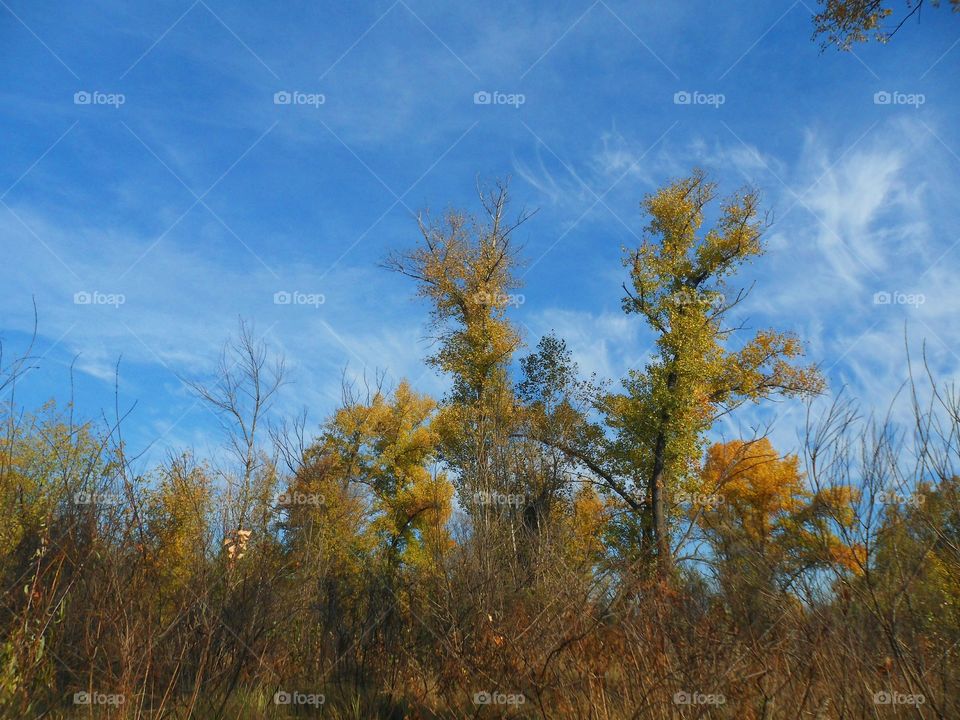 autumn trees against the blue sky, autumn 2016, Kiev