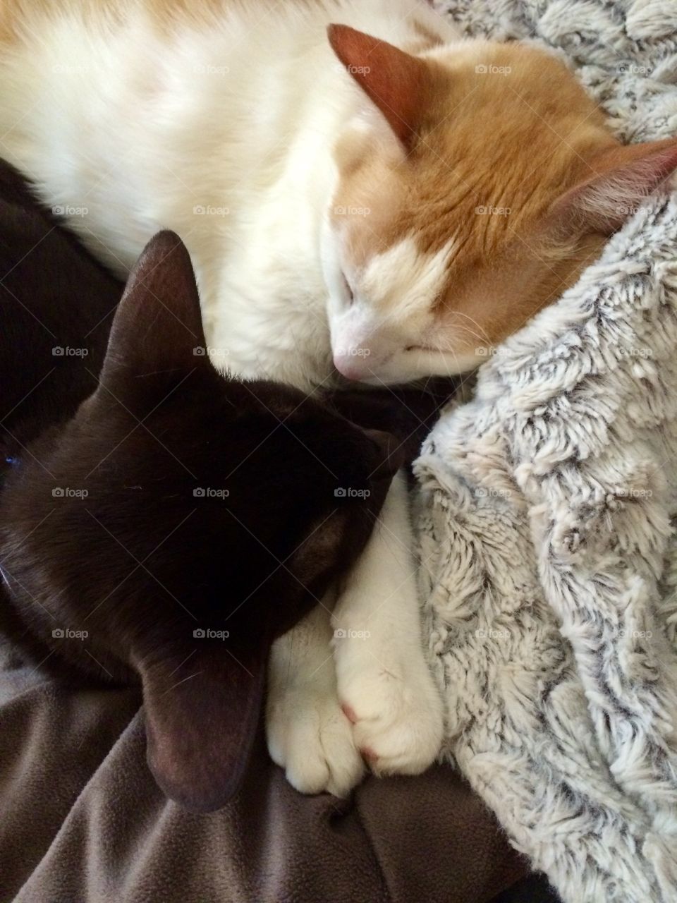 Kitties snuggle