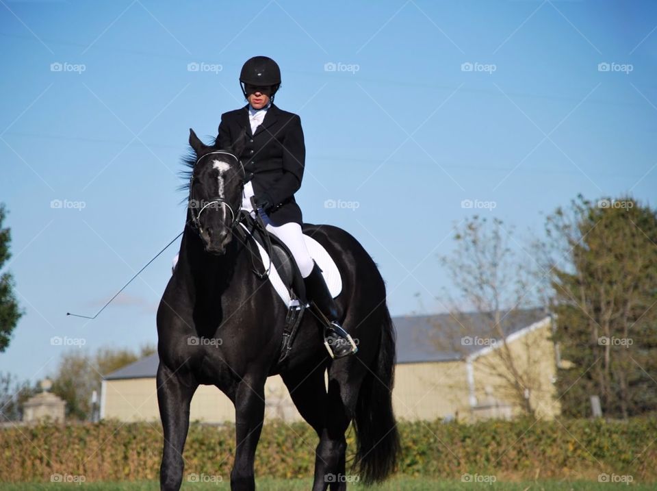 Wind blown mane. A black horse's windblown main flies as he's ridden in a show
