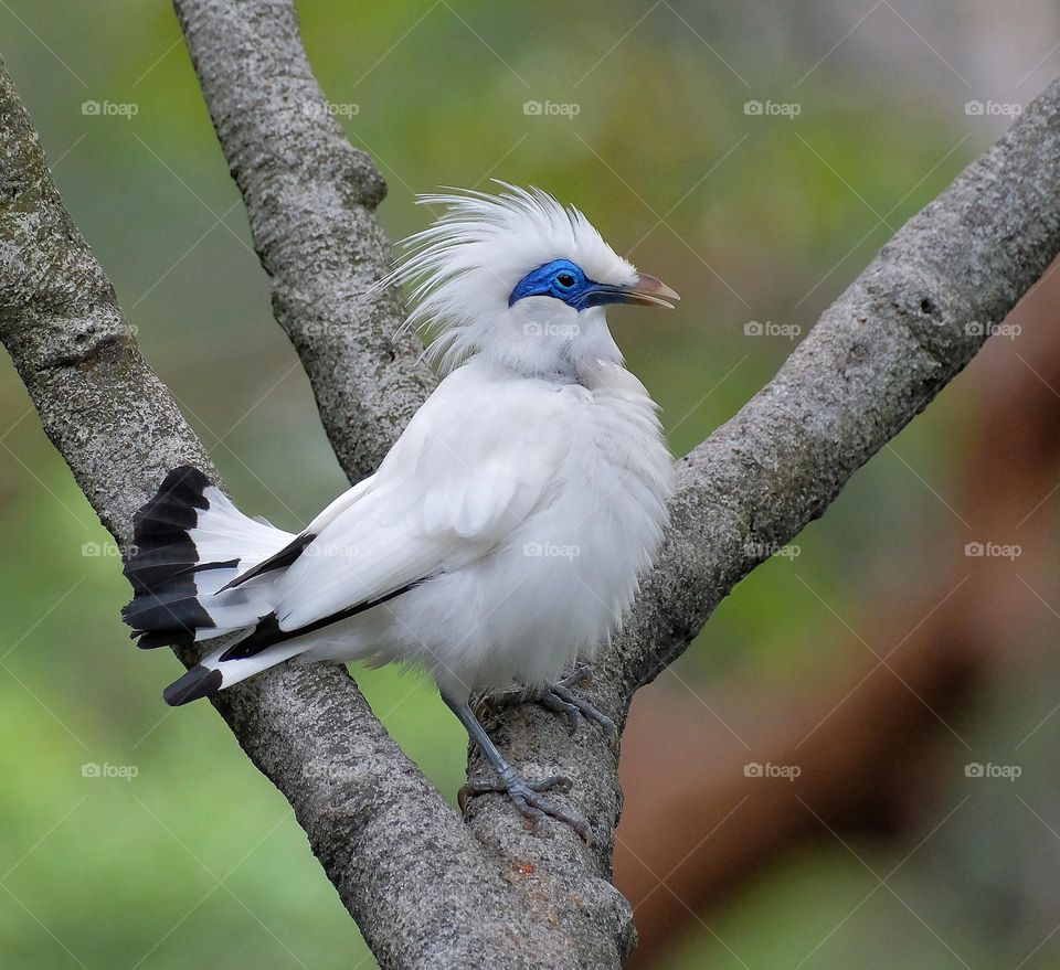 white colour bird