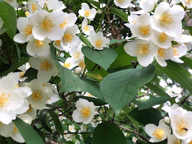 Flower / flor 