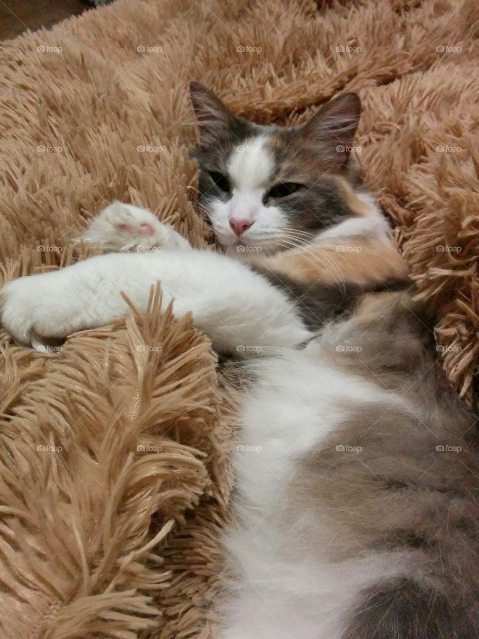 Cat, Animal, Fur, Cute, Mammal