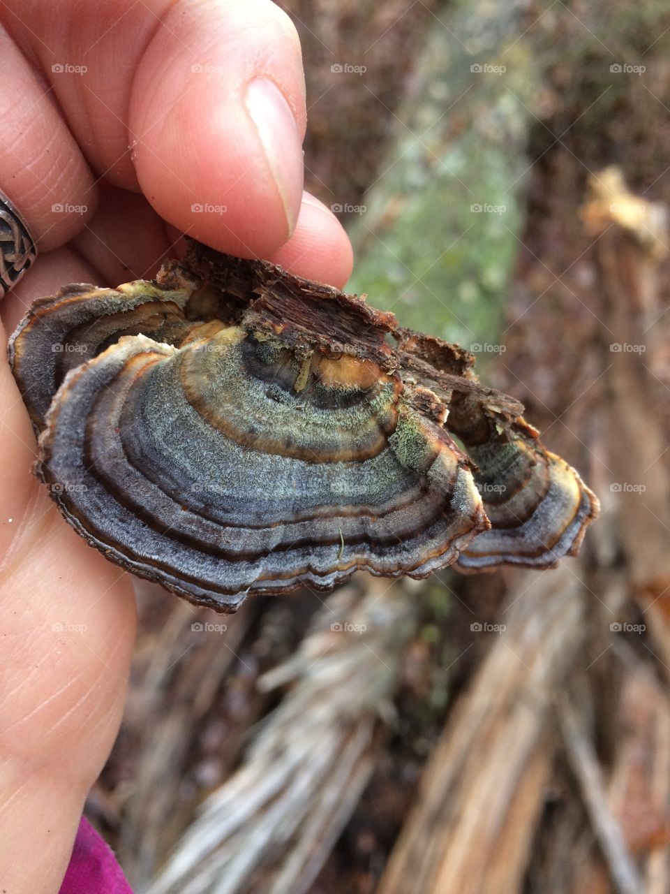 Turkey Tail 