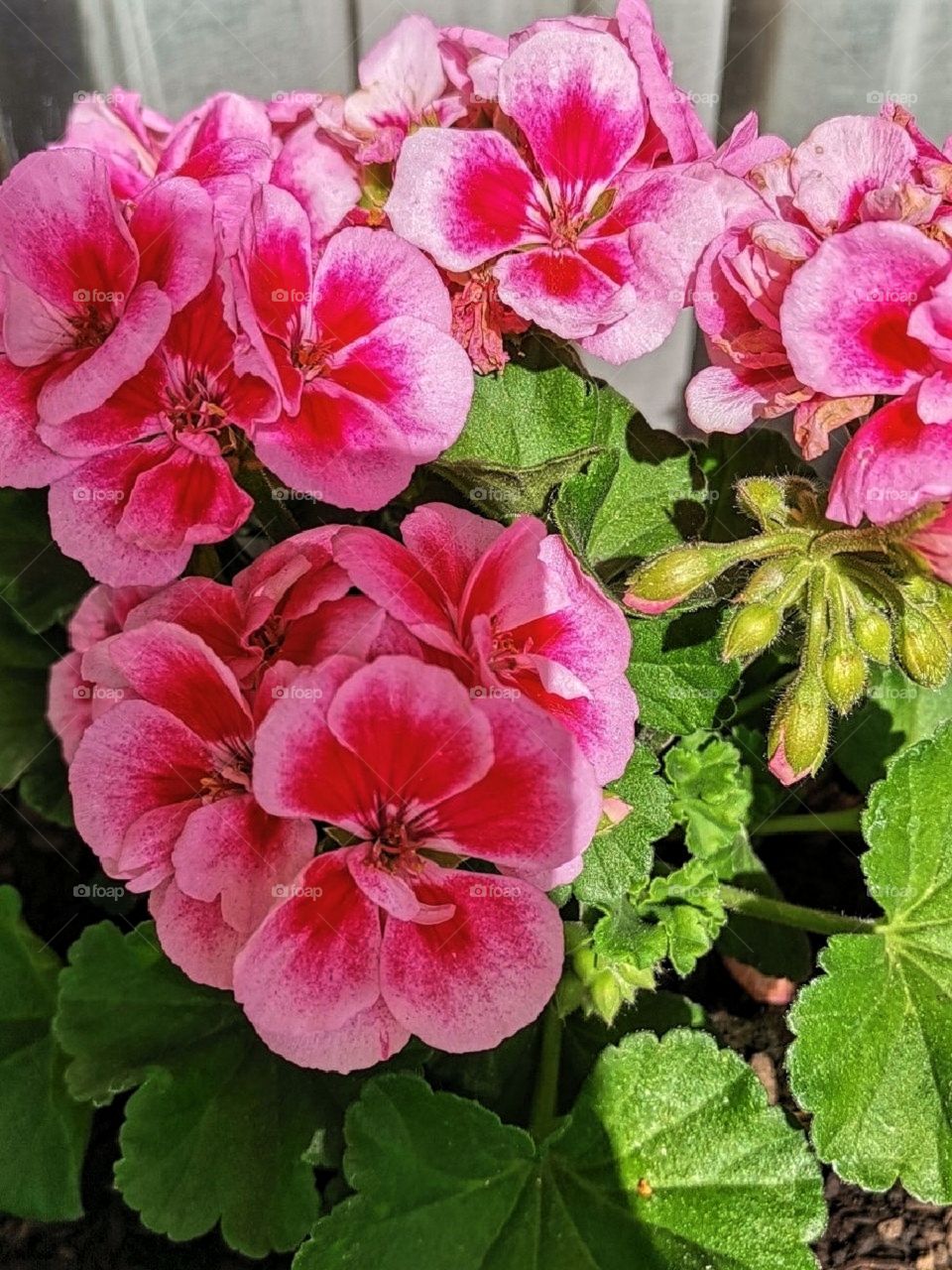 Pelargonium