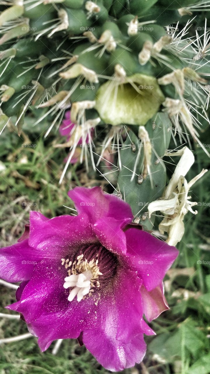 Cactus Flower