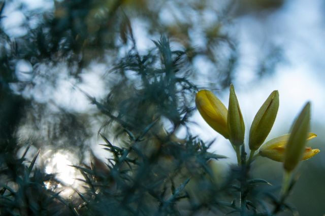 Yellow small flower, nature, green and yellow