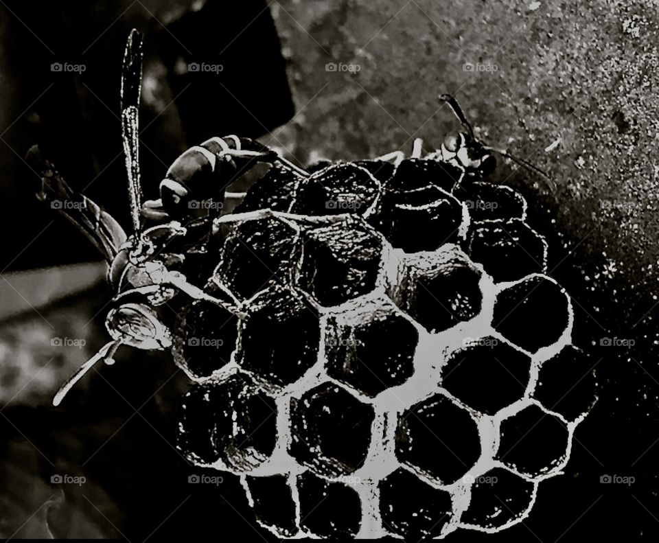 Black and white of wasps