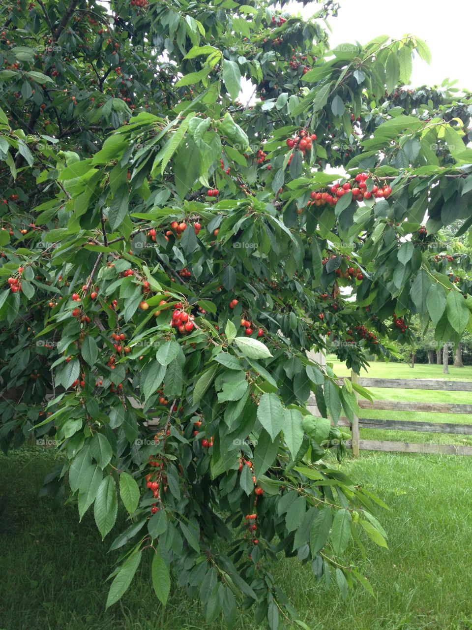 Indiana Cherry Tree