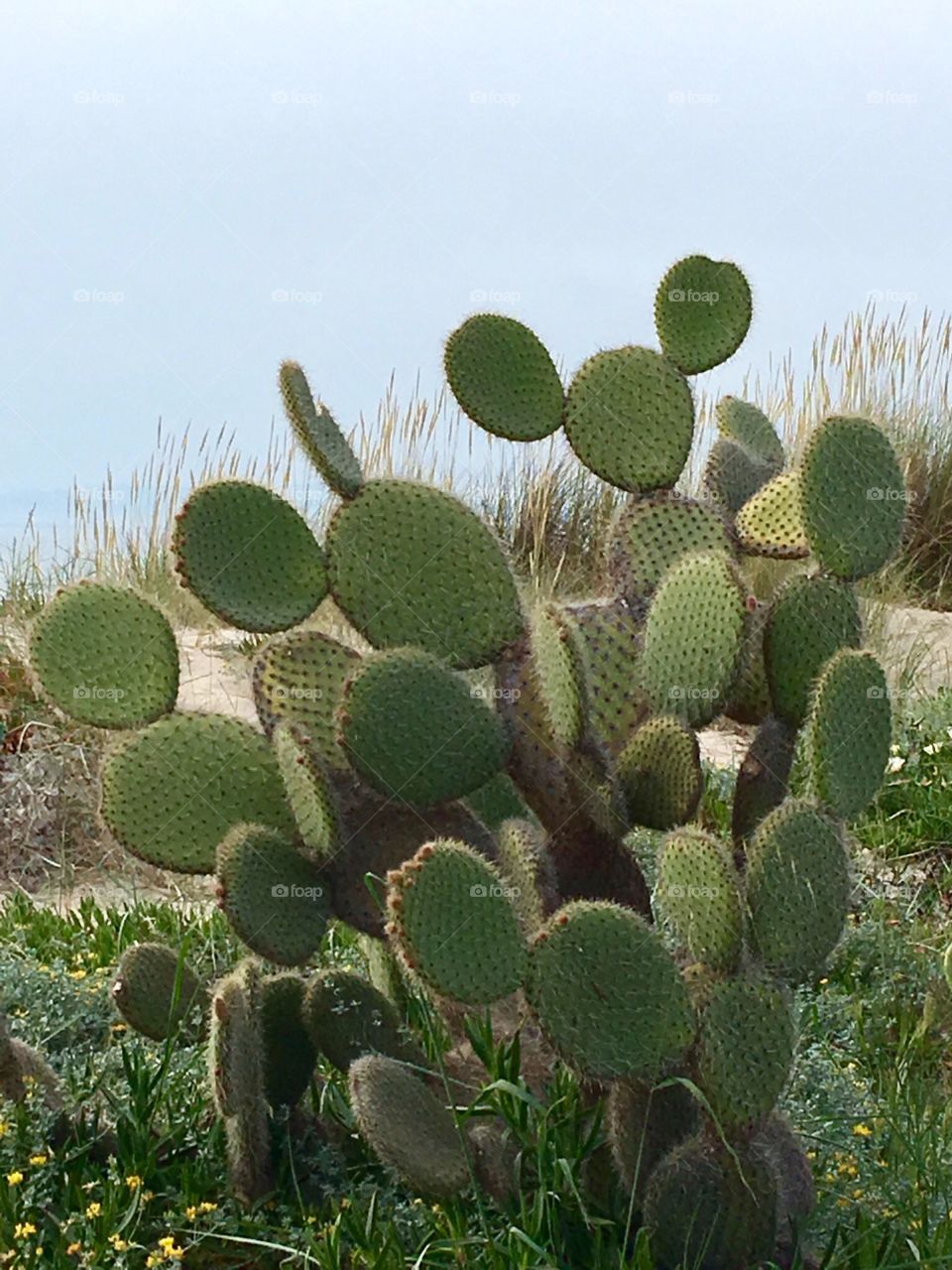 Cactus 