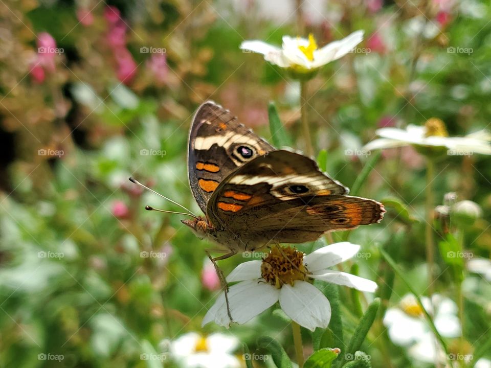 A beautiful butterfly on a blackfoot daisy flower surrounded by flowers in a flower bed.