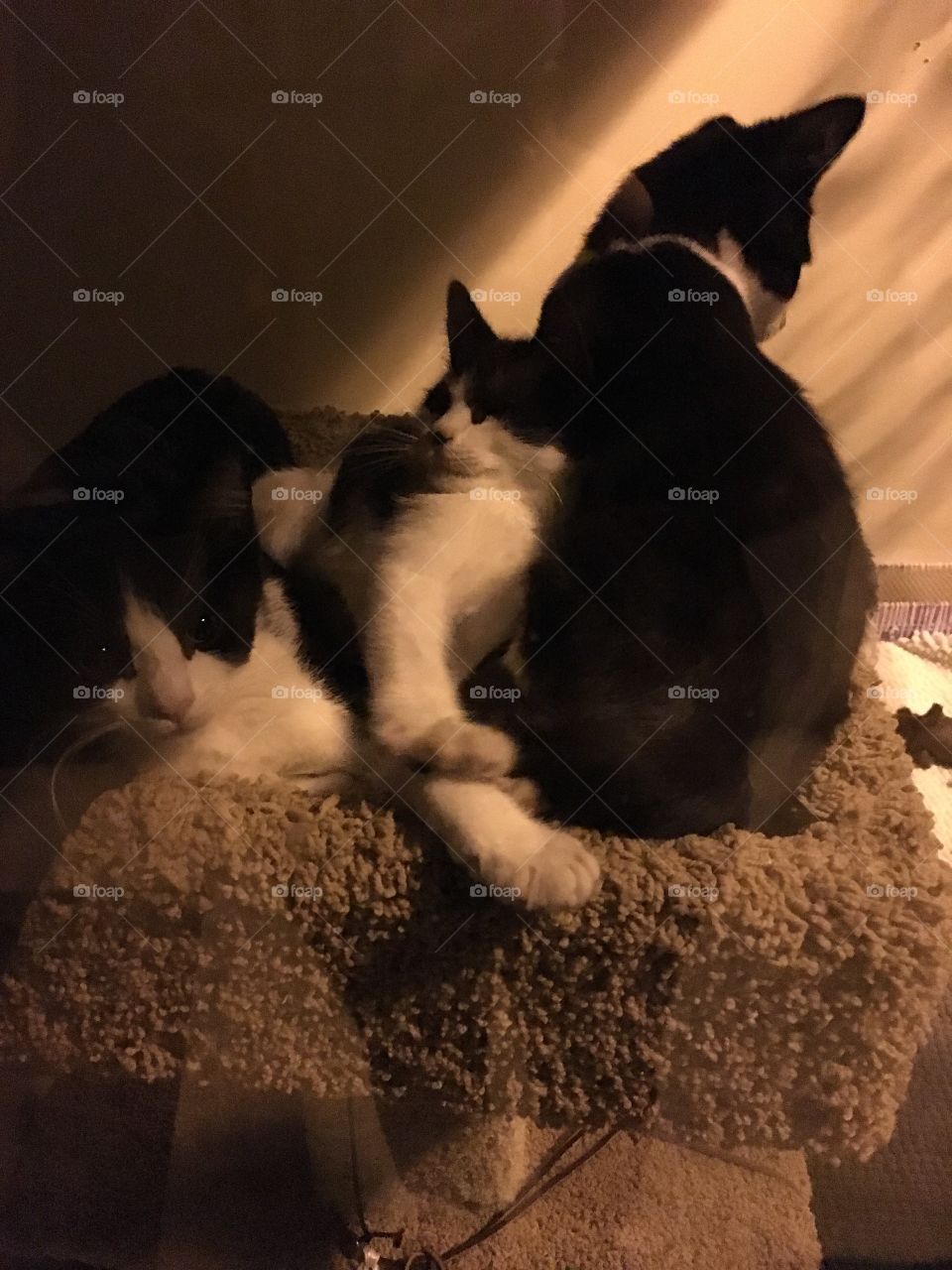 Window Kittens